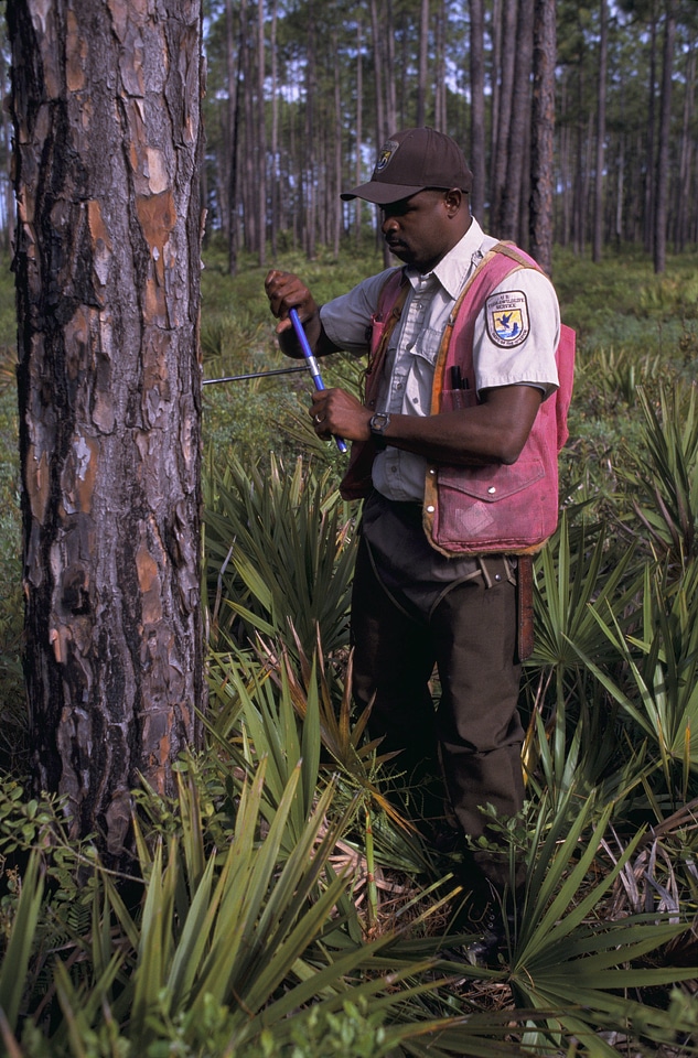 Red-cockaded Woodpecker habitat restoration