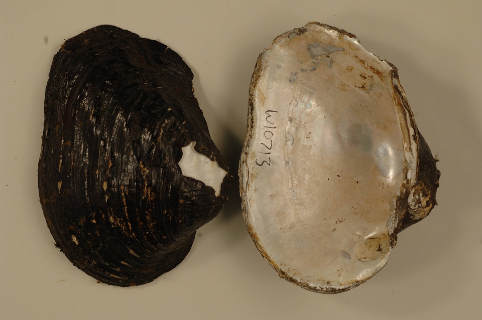Arcidens confragosus
