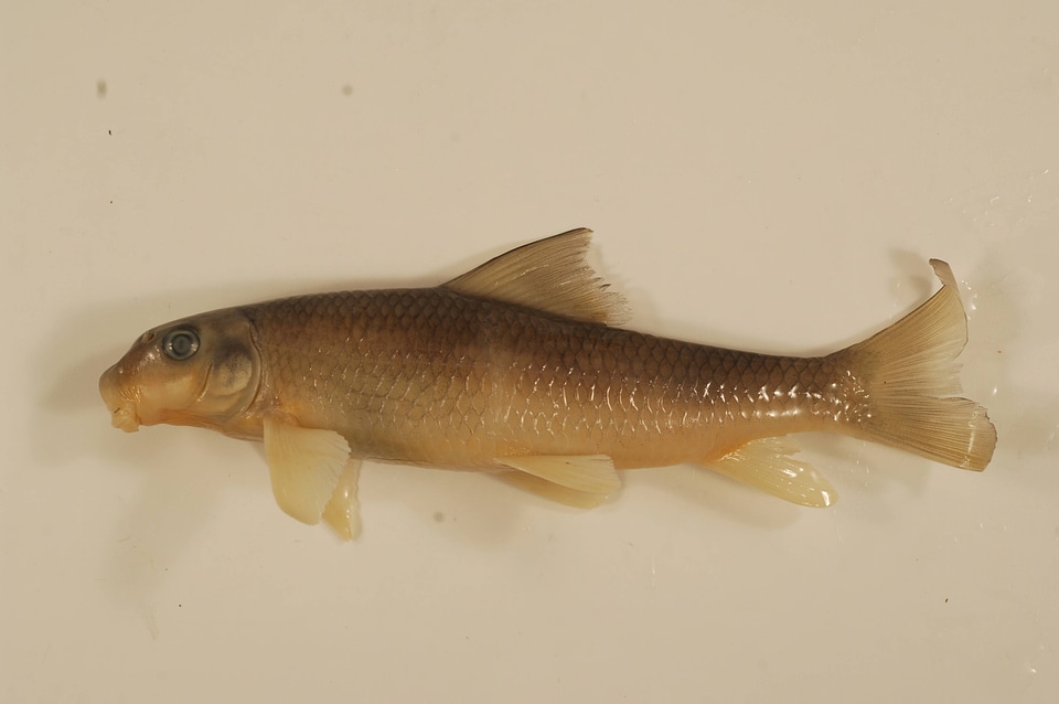 Moxostoma macrolepidotum-1