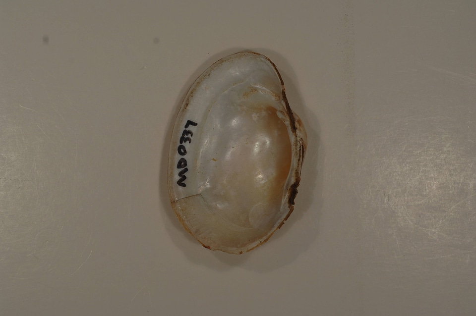 Lampsilis sp. (inside)