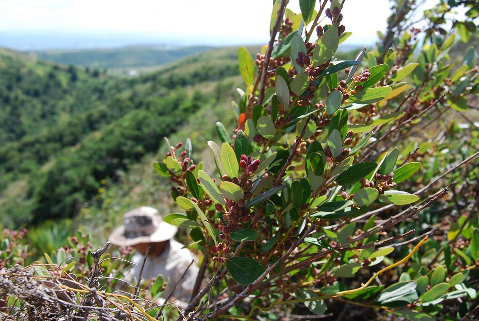 Lyonia truncata var proctorii