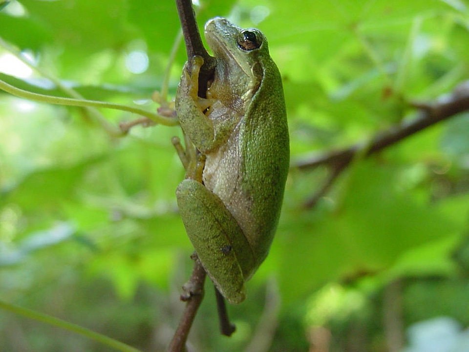 Squirrel tree frog hanging on a branch