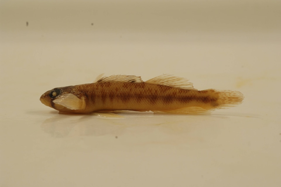 Percina shumardi-1