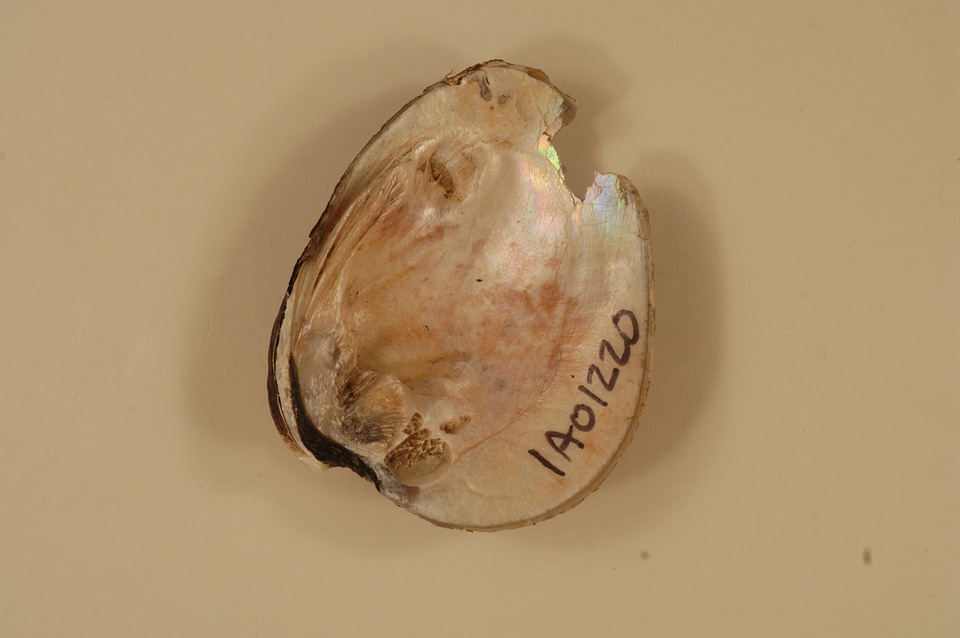 Ellipsaria lineolata (inside)-1