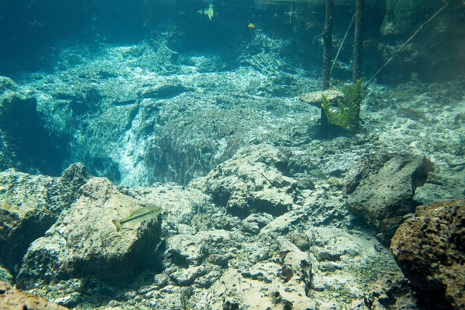 Largemouth bass on the edge of a Florida spring