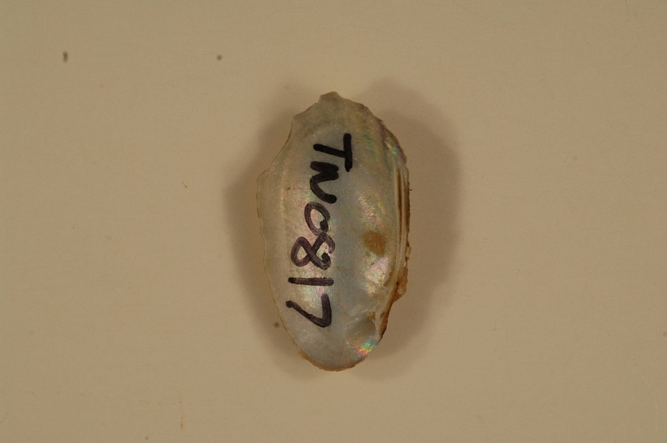 Toxolasma parvum (inside)