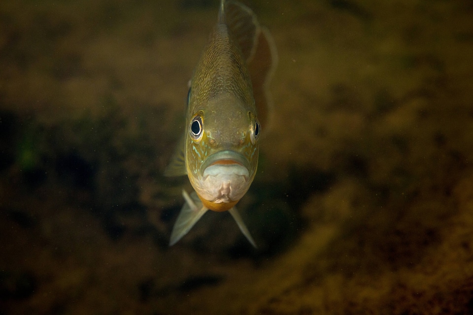  Redbreast sunfish-1