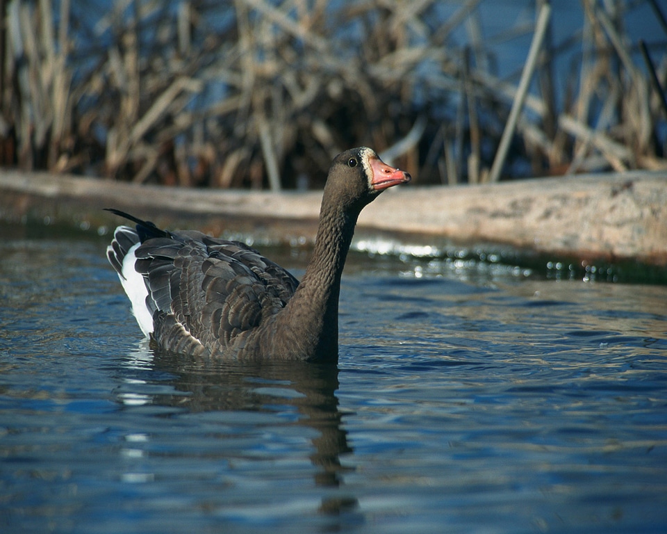Greater white-fronted goose