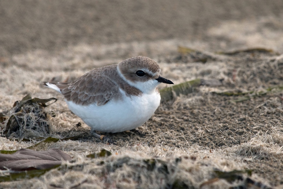 Western Snowy Plover-2