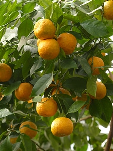 Citrus aurantium seville orange sour orange