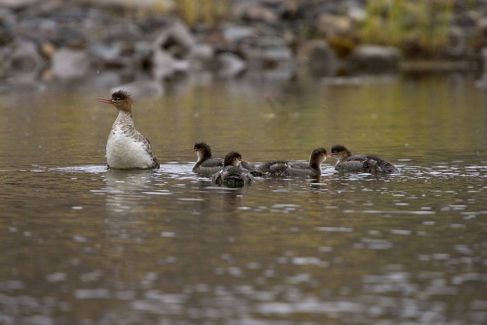 Common Merganser flock