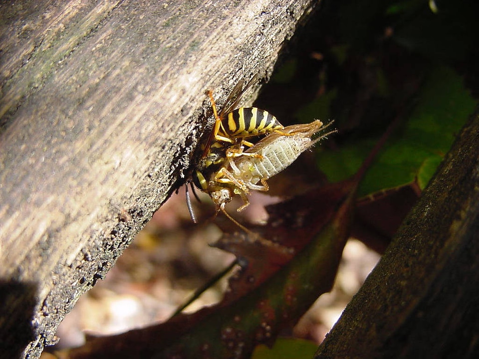Yellow jacket capture