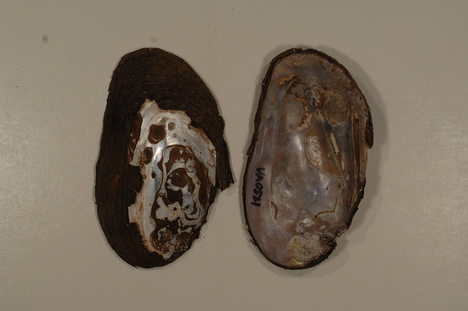 Elliptio complanata-3