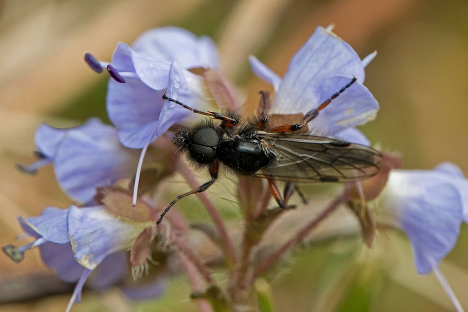 March fly on snow queen 