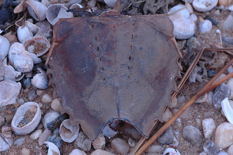 Horseshoe crab shell at Oyster Bay National Wildlife Refuge