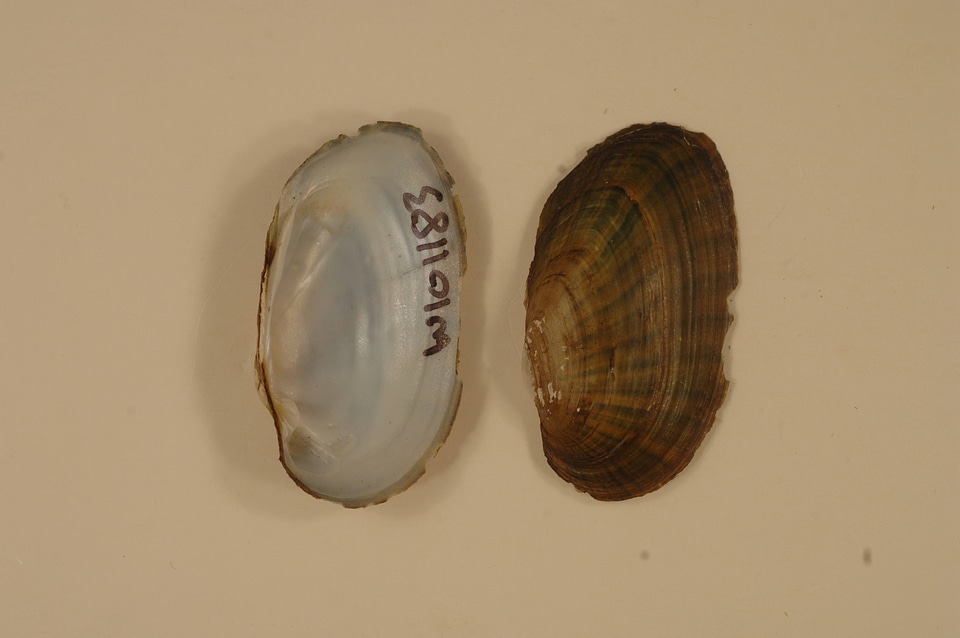 Ortmanniana ligamentina-3