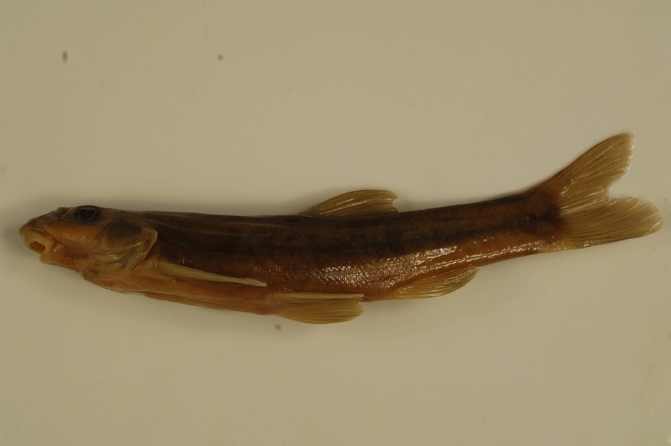Rhinichthys cataractae-6