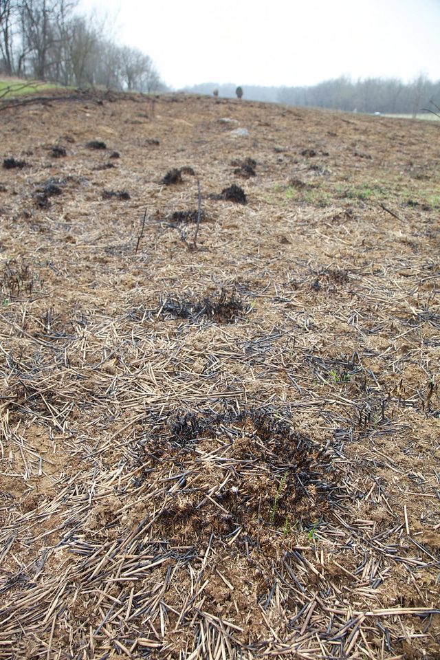 Prescribed burn regrowth of Big Bluestem grasses-5