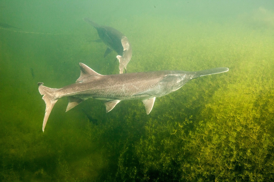 American paddlefish-8
