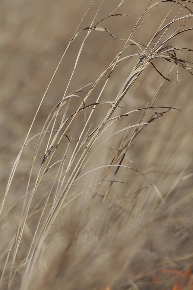 Prescribed burn field-9