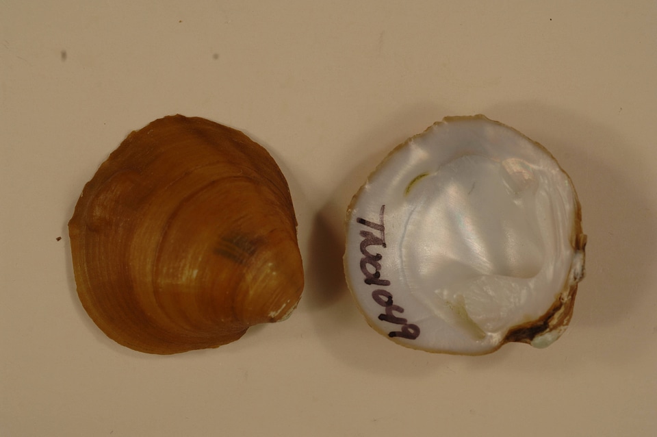 Amphinaias pustulosa-13