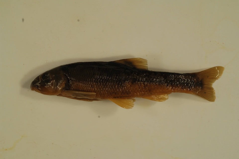 Campostoma anomalum-2