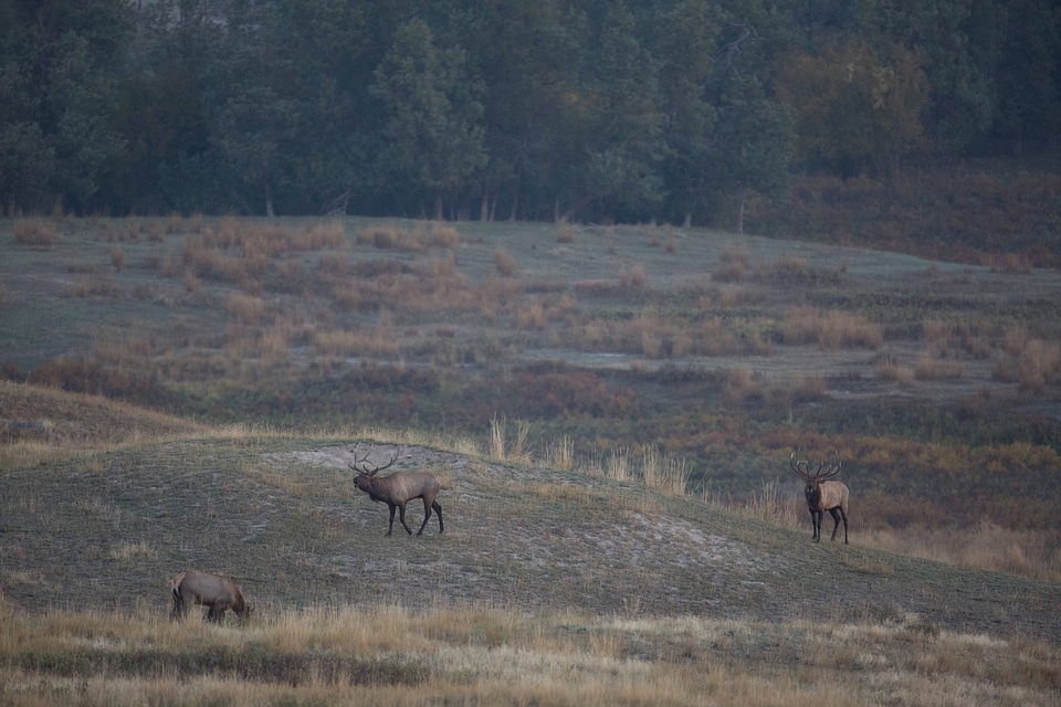Bull Elk males bugle