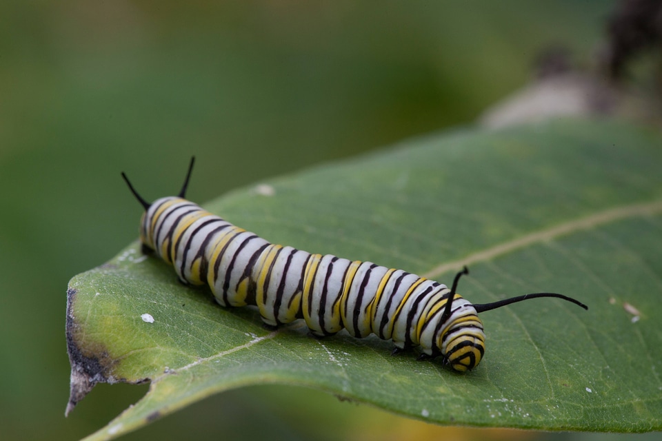 Monarch butterfly larvae feeding on milkweed-3