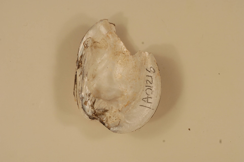 Ellipsaria lineolata (inside)-1