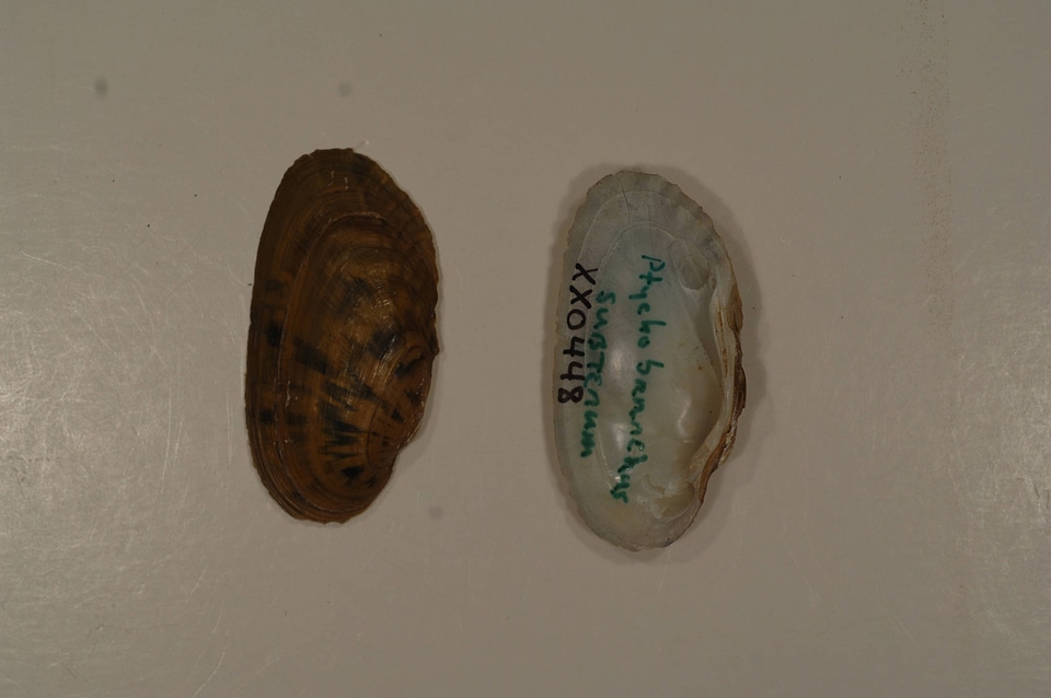 Ptychobranchus subtentus-3