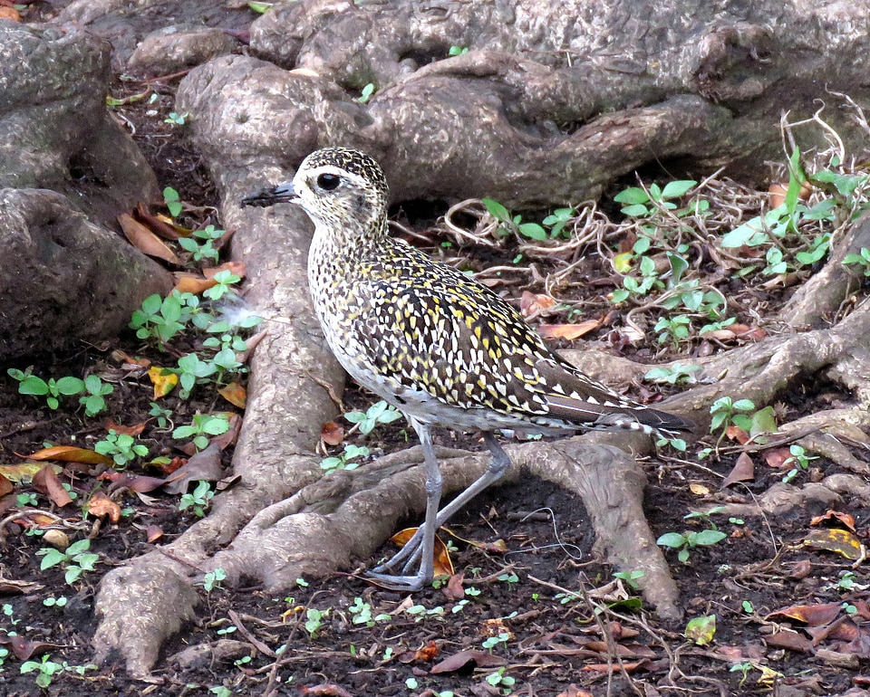 Pacific Golden-Plover