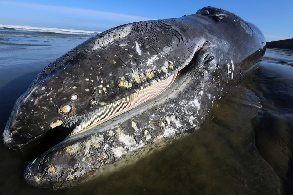 Beached Gray Whale calf