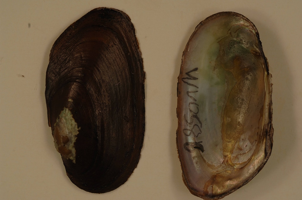 Elliptio complanata-2