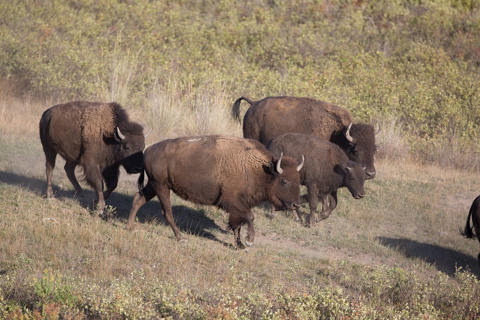 Bison cow and calves run-2