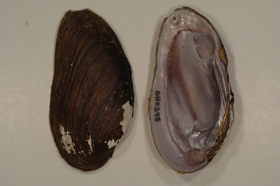 Elliptio dilatata-3