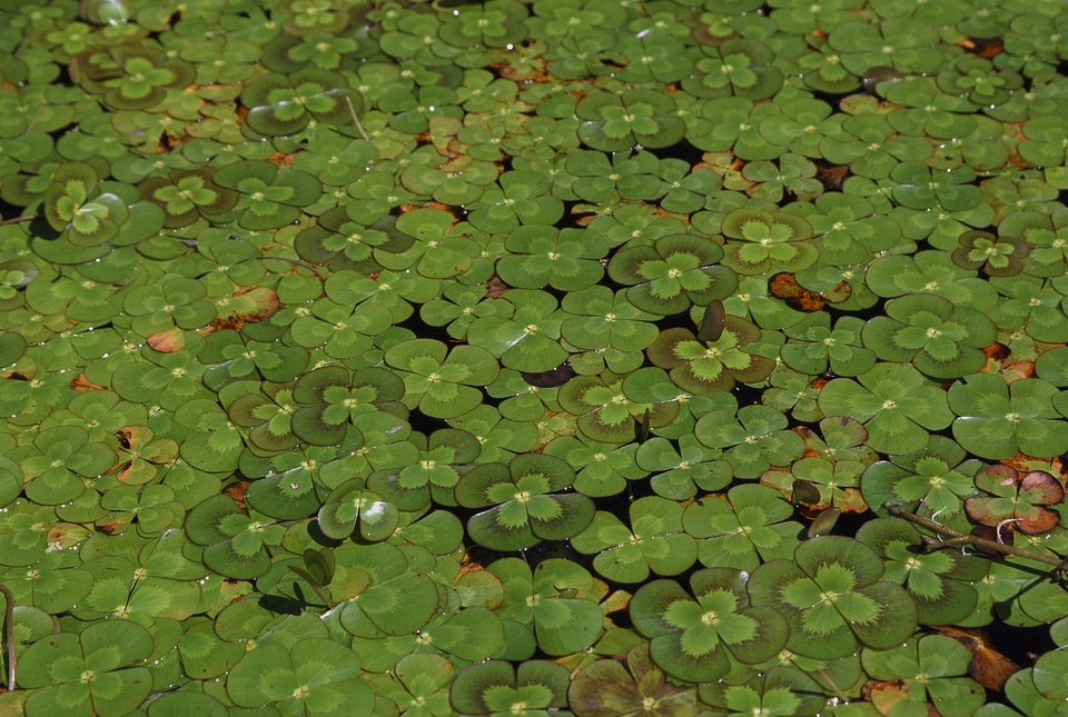 Four-leaf Clover Lily