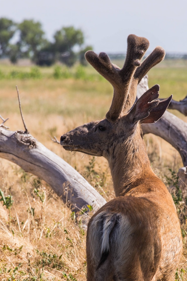 Mule deer in velvet-3