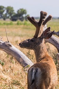 Mule deer in velvet-3