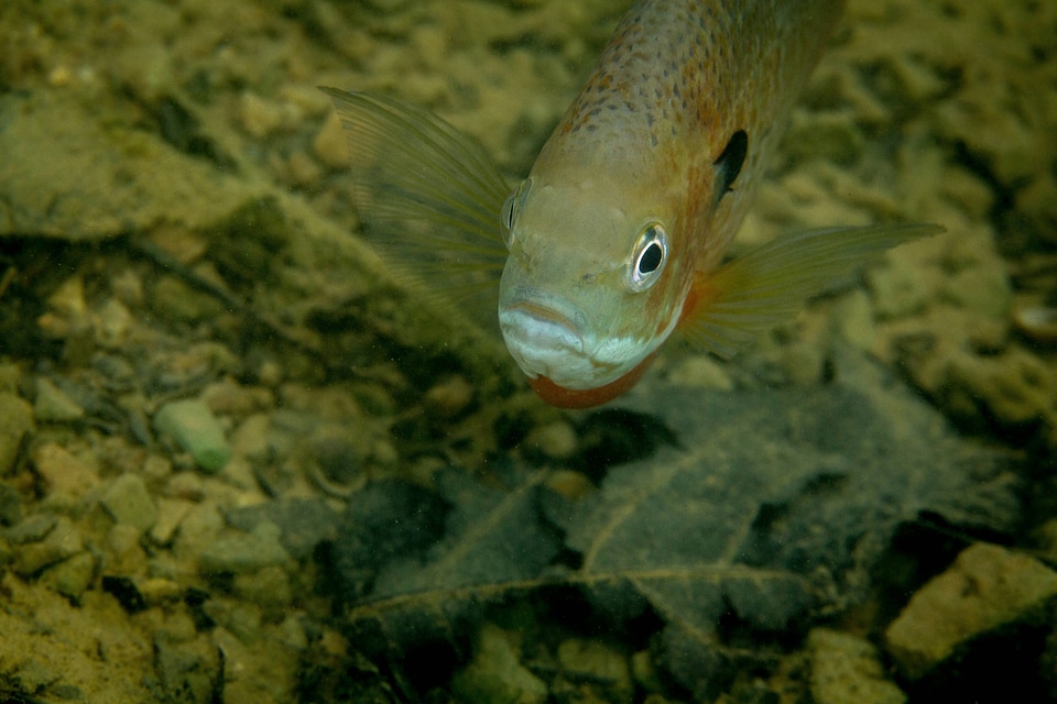 Bluegill on nest-1