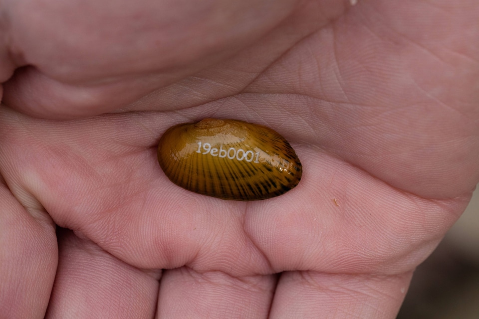 Freshwater mussel with numbered tag