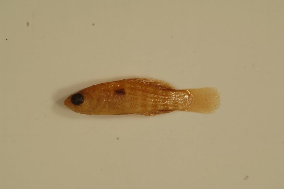 Elassoma zonatum