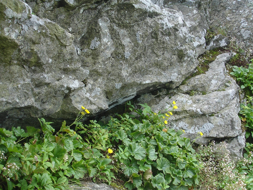 Group of blooming spreading avens-1