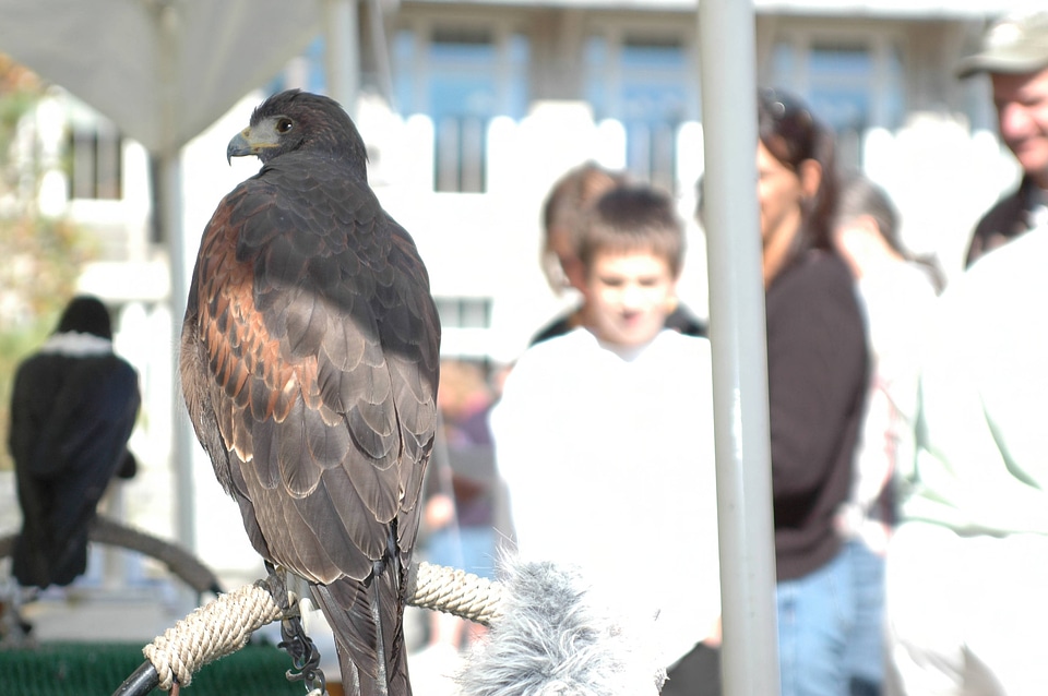 Hawk on perch at NCTC Open House