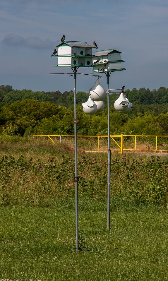 Purple Martin houses at Prime Hook NWR-3