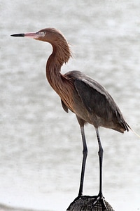 Reddish Egret-1 photo