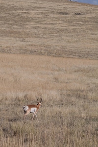Pronhorn Antelope in landscape photo