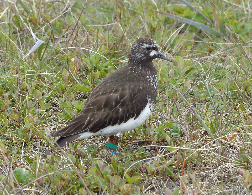 Color marked Black Turnstone