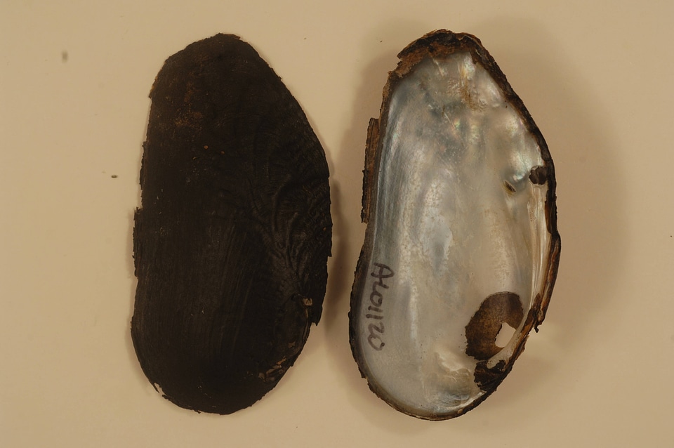 Margaritifera marrianae-3