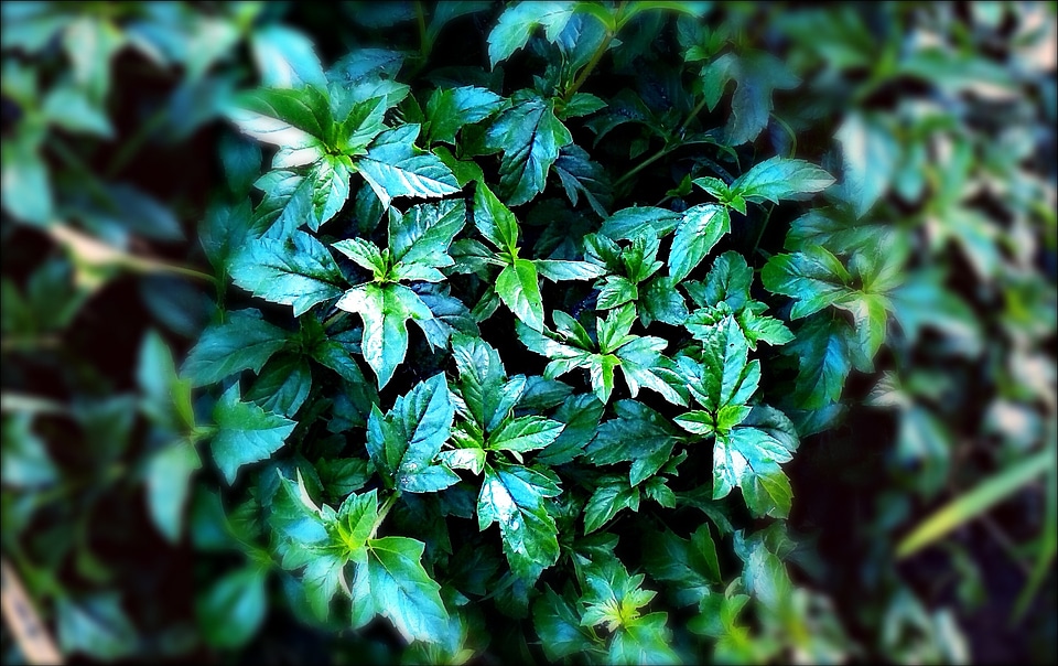 Botanical organic botany
