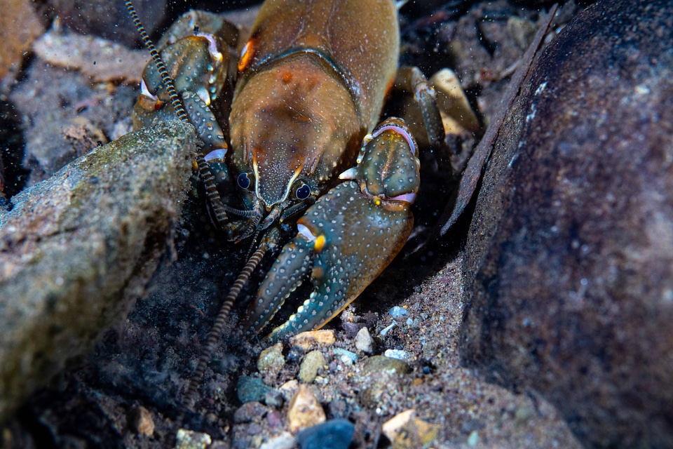 Appalachian brook crayfish-1